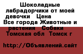 Шоколадные лабрадорчики от моей девочки › Цена ­ 25 000 - Все города Животные и растения » Собаки   . Томская обл.,Томск г.